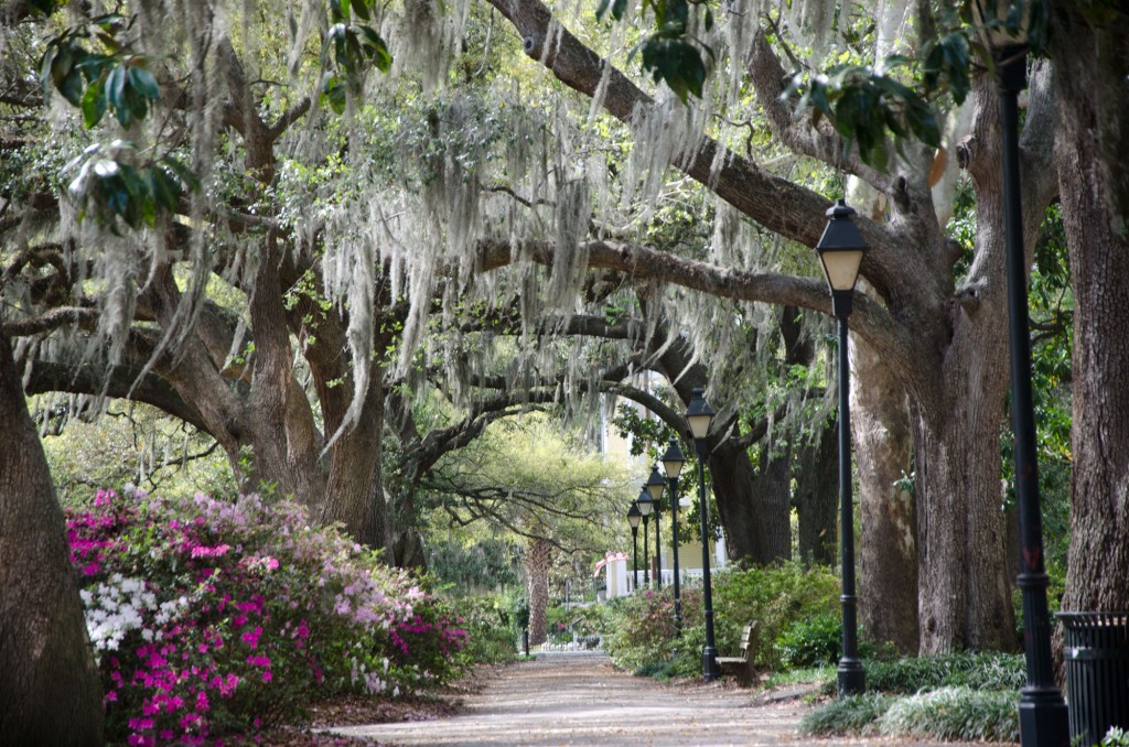 Savannah, spanish moss, colonial city