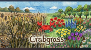 A crab in some grass in Crabgrass