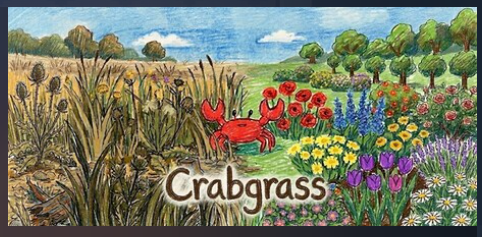 A crab in some grass in Crabgrass